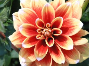 Picture: /imgresize/w288/images/dahlia.jpg