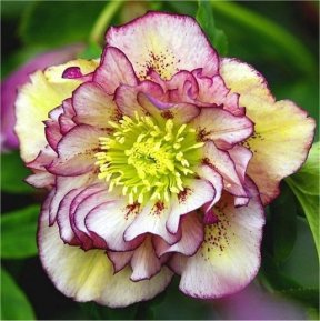 Picture: /imgresize/w288/images/hellebore.jpg