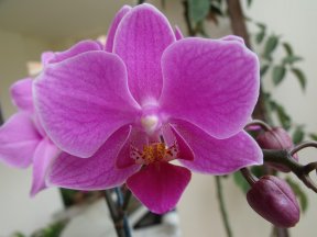 Picture: /imgresize/w288/images/orchid.jpg