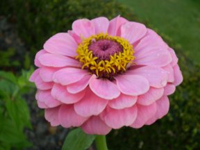 Picture: /imgresize/w288/images/zinnia.jpg